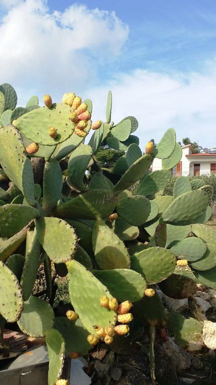 瓦尔德利切Sole E Fiori Di Sicilia公寓 外观 照片